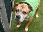 Adopt Trombone a Mixed Breed (Large) / Mixed dog in New York, NY (37783247)