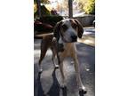 Adopt Benny a Brown/Chocolate - with White Beagle / Hound (Unknown Type) / Mixed