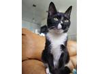 Adopt Stallone a Black & White or Tuxedo Domestic Shorthair / Mixed (short coat)