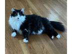 Adopt SCARLET a Black & White or Tuxedo Domestic Mediumhair / Mixed (medium