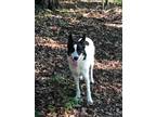 Adopt Wilfred a Australian Cattle Dog / Mixed dog in Garden City, NY (35617236)