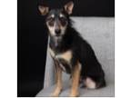 Adopt Wally a Black Australian Kelpie / Australian Cattle Dog / Mixed dog in