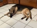 Adopt Hans a German Shepherd Dog / Mixed dog in Irvine, CA (34676729)