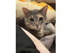 Adopt Jasmine a Gray or Blue (Mostly) Domestic Shorthair / Mixed (short coat)