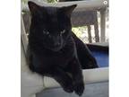 Adopt Haroon a All Black American Shorthair / Mixed (short coat) cat in Naples