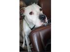 Adopt Peaches a White - with Tan, Yellow or Fawn Boxer / Greyhound / Mixed dog