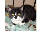 Adopt Scarecrow a Black & White or Tuxedo Domestic Shorthair / Mixed (short