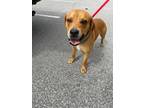 Adopt Axel a Tan/Yellow/Fawn Mixed Breed (Medium) dog in Whiteville