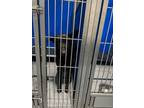 Adopt Adam a Black German Shepherd Dog dog in Whiteville, NC (37706645)