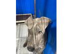 Adopt Quicksilver a Gray/Blue/Silver/Salt & Pepper Mixed Breed (Medium) dog in