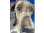Adopt sissy a Gray/Blue/Silver/Salt & Pepper Mixed Breed (Medium) dog in
