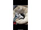 Adopt Otis a Black & White or Tuxedo Domestic Mediumhair / Mixed cat in