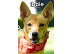 Adopt Ibbie from Taiwan a Bernese Mountain Dog / Mixed dog in Seattle