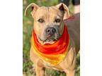 Adopt Mama Mia a Terrier (Unknown Type, Small) / Mixed dog in Jackson