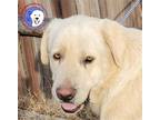 Adopt Maverick a White Great Pyrenees / Mixed dog in Portland, OR (34135660)