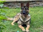 Adopt HARIBO a Brown/Chocolate - with Black German Shepherd Dog / Mixed dog in