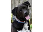 Adopt DRAX a Black - with White Australian Shepherd / Mixed dog in Katy