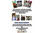 Adopt FosterHomesNeeded a Mixed Breed (Small) / Mixed dog in Saunderstown