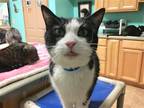 Adopt Sammy a Black & White or Tuxedo Domestic Shorthair / Mixed (short coat)