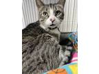 Adopt Jax a White (Mostly) Domestic Shorthair cat in Richmond, IN (37703609)