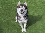 Adopt BANKS a Black Siberian Husky / Mixed dog in Tustin, CA (37702557)