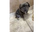 Fluffy Frenchie Bulldogs & French Bulldog Puppies!!
