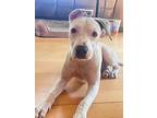 Roo Roo, American Pit Bull Terrier For Adoption In Johnston, Rhode Island
