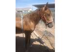 Bella, Paso Fino For Adoption In Mesa, Arizona