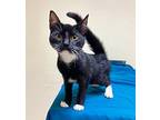 Holmes, Domestic Shorthair For Adoption In Long Beach, Mississippi