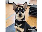 Raven, Terrier (unknown Type, Small) For Adoption In Knoxville, Tennessee