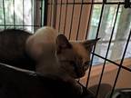 Zelda, Domestic Shorthair For Adoption In Archer, Florida