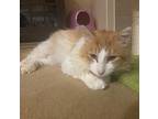 Thomas Jasper, American Wirehair For Adoption In Merced, California