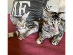 Libby, American Shorthair For Adoption In Merced, California