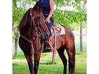 Buttercup, Quarterhorse For Adoption In Cottontown, Tennessee