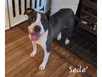 Sede Brice, American Pit Bull Terrier For Adoption In El Dorado, Arkansas