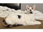 Toto, Calico For Adoption In Gravette, Arkansas