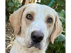 Lunch Time Lance, Golden Retriever For Adoption In Mishawaka, Indiana