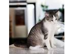 Beatrice, Domestic Shorthair For Adoption In Knoxville, Tennessee