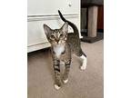 Janeau, Domestic Shorthair For Adoption In Knoxville, Tennessee