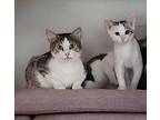 Oliver, Domestic Shorthair For Adoption In Knoxville, Tennessee