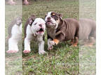 English Bulldog PUPPY FOR SALE ADN-823397 - AKC English Bulldog Puppies