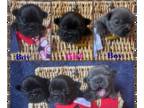 French Bulldog PUPPY FOR SALE ADN-823454 - AKC French Bulldog