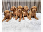 Vizsla PUPPY FOR SALE ADN-823488 - Purebred AKC registered Vizslas puppies