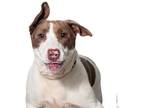 Bull Terrier Mix DOG FOR ADOPTION RGADN-1339898 - MIRACLE - Bull Terrier / Mixed