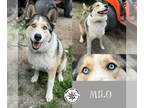 Huskies Mix DOG FOR ADOPTION RGADN-1342505 - Milo - Husky / Mixed (medium coat)