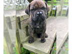 Mastiff DOG FOR ADOPTION RGADN-1342942 - Darcy - Mastiff Dog For Adoption