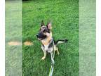 German Shepherd Dog DOG FOR ADOPTION RGADN-1346146 - ROSIE - German Shepherd Dog