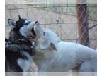 Siberian Husky DOG FOR ADOPTION RGADN-1090334 - Iris - Siberian Husky /