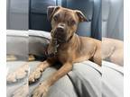 American Pit Bull Terrier-Jack Russell Terrier Mix DOG FOR ADOPTION