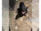 Boxer Mix DOG FOR ADOPTION RGADN-1176502 - Raven - Boxer / Mixed (short coat)